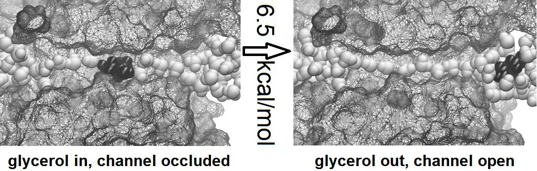 glycerol in and out of the pfaqp channel